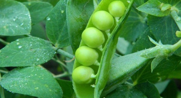 Recenze a pěstování vysokého hrášku