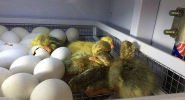 Přehled inkubátorů pro chov housat