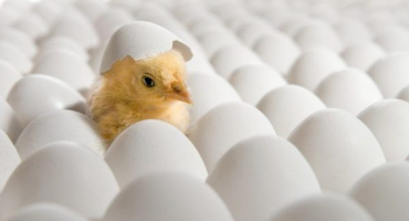 Přehled inkubátorů pro domácí líhnutí kuřat