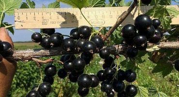 Přehled silného rybízu: jeho vlastnosti a pěstitelské vlastnosti