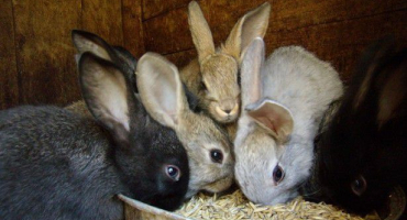 Recenze krmiva pro králíky