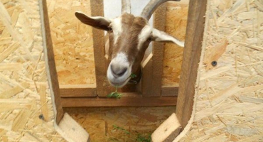 Přehled krmítek pro kozy: typy, schémata a výrobní návody