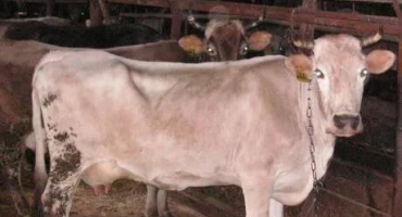 Recenze plemene krav kostroma