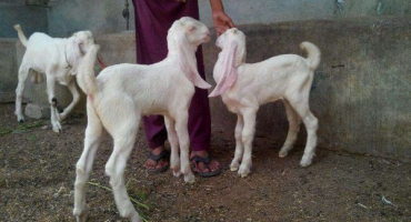 Recenze koz plemene gulaby: rysy vzhledu a obsahu