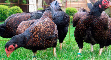 Recenze masných kuřat