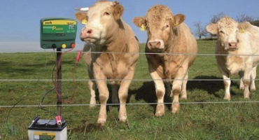 Recenze nejlepších modelů elektrických ovčáků pro krávy a jak nainstalovat, pokyny