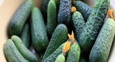 Recenze nejlepších raných raných odrůd okurek pro otevřenou půdu a skleníky