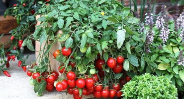 Přehled nejlepších raných odrůd rajčat, jak a kdy je sázet