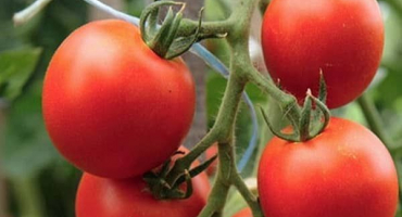 Recenze nejlepších raných odrůd rajčat pro skleníky se jmény