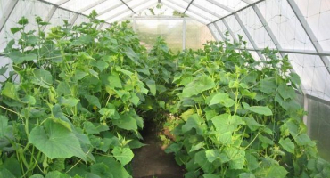 Recenze nejlepších samosprašných odrůd okurek pro skleník a otevřené pole