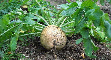 Recenze nejlepších odrůd daikon pro venkovní a zimní skladování