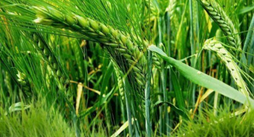 Přehled nejlepších odrůd ječmene