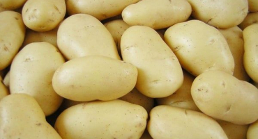 Recenze nejlepších odrůd brambor s popisem