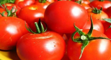 Recenze nejlepších odrůd rajčat pro oblast vitebsk