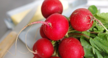 Přehled nejlepších odrůd ředkviček pro různé podmínky pěstování