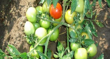 Recenze nejlepších odrůd rajčat pro otevřenou půdu v ​​moskevské oblasti