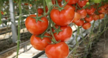Recenze nejlepších odrůd rajčat pro region saratov