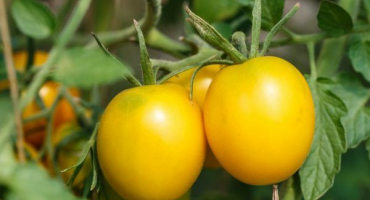 Recenze nejlepších odrůd rajčat