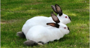 Přehled masných plemen králíků