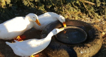 Přehled napáječek pro kachny a návod na jejich výrobu