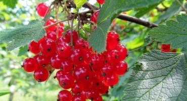 Recenze oblíbené odrůdy červeného rybízu natali