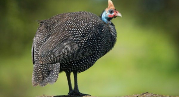 Recenze oblíbených plemen a druhů perliček