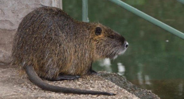 Recenze oblíbených plemen nutrie