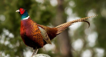 Přehled bažantích plemen: jejich vlastnosti a užitkové vlastnosti