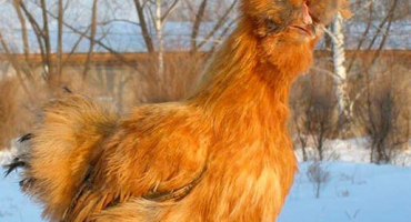 Recenze plemene čínského kuřete hedvábného