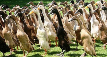 Recenze plemene indické běžecké kachny