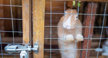 Přehled průmyslových klecí pro králíky