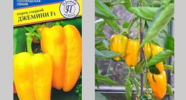 Časná recenze gemini pepper