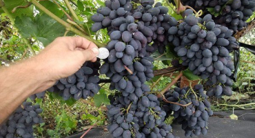 Přehled raně zrající odrůdy codrianka