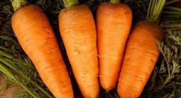 Přehled raných raných odrůd mrkve: kuroda, shantane, cordoba a další