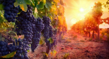 Přehled raných odrůd pro střední pruh