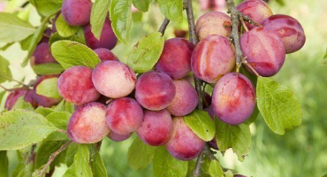 Recenze nejlepších odrůd třešňových švestek