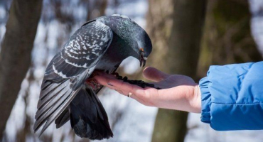 Recenze nejoblíbenějších plemen holubů