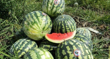 Přehled nejchutnějších a neobvyklých odrůd vodních melounů