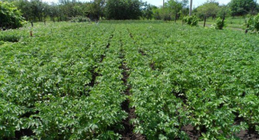 Recenze odrůdy brambor štěstí