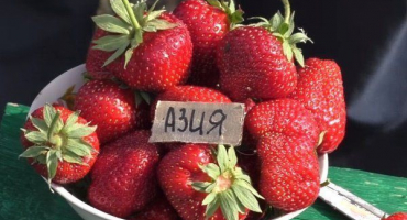 Recenze odrůdy jahod asie