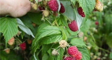 Recenze malinového dědictví