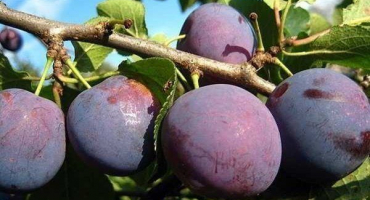 Recenze odrůdy švestky anna shpet