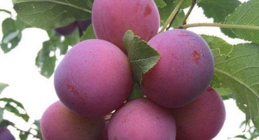 Přehled odrůd švestek prezident