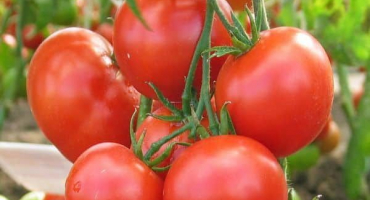 Přehled superdeterminovaných odrůd rajčat pro skleníky a otevřené pole