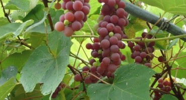 Přehled hroznů lydia a pravidla pro jejich pěstování