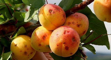 Přehled chorob a škůdců meruněk