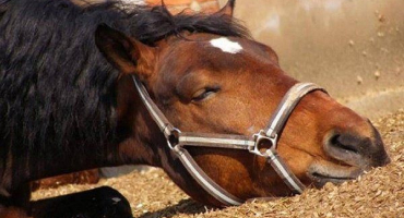 Přehled nemocí koní