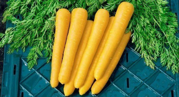 Přehled žluté mrkve a pravidla pro její pěstování