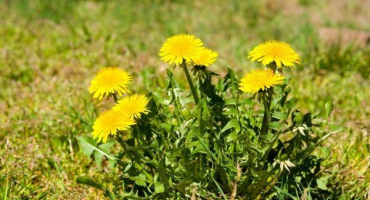 Pampelišky pro králíky