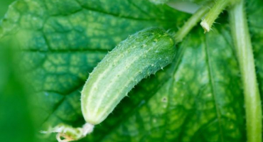 Sibiřská girlanda okurka